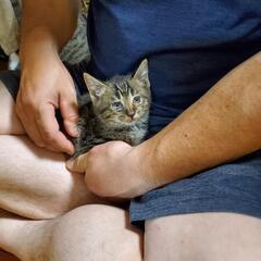 里親さん募集中(❁´ω`❁)