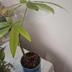 観葉植物の画像