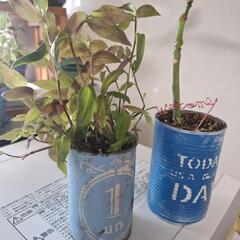 観葉植物の画像