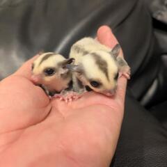 フクロモモンガ プラチナ ベビー
