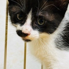 2ヶ月になったばかりの子猫