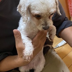 マルチーズ?のミックス スミレさん