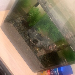 水槽セット