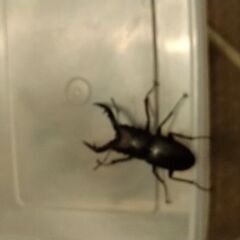 ノコギリ　水牛型の画像
