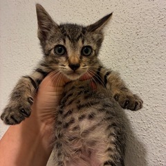 スリゴロおだやかキジトラ男の子（生後5週め）