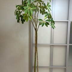 ホンコンカポック シェフレラ 観葉植物 植木
