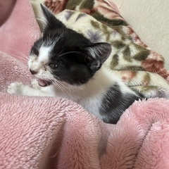 急ぎで飼い主さん探してます！