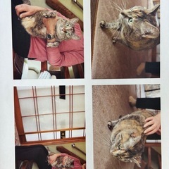 人懐っこい猫ちゃん🥰