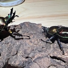 ニジイロクワガタペア2025.4 新成虫2