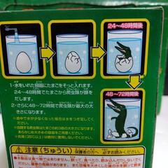 厚木方面🆗１つ￥660の品育てる爬虫類の卵３個で❗️の画像