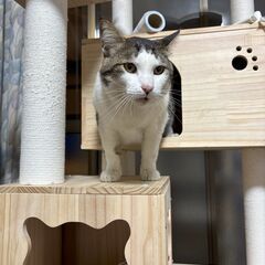 里親募集 三毛猫３歳オス