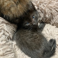 1.5ヶ月黒猫ちゃん