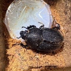 D.H.ヘラクレス幼虫２匹の画像
