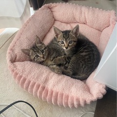 キジトラ