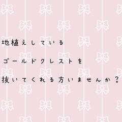 ゴールドクレストを抜くのを手伝ってほしいですm(_ _)m
