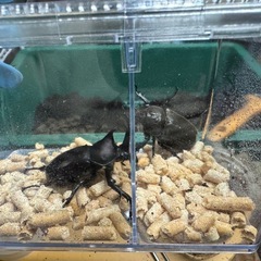 カブトムシ　オスメスペア