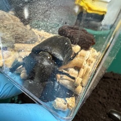 子供達へカブトムシ　　の画像
