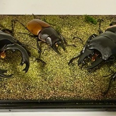クワガタ　カブトムシ余品販売