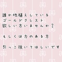 力仕事が出来る方いますか？地植えしているゴールドクレストを…