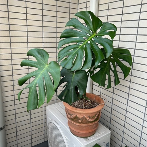 素焼き鉢つきモンステラ　10号