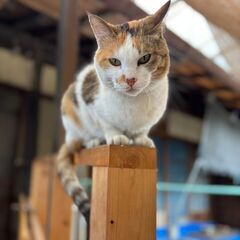 里親募集 三毛猫３歳メス