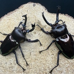 オスはほぼブラック！PMR-R血統 ニジイロクワガタ♂♂♀トリオ...