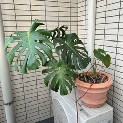 子株付きモンステラ　9号