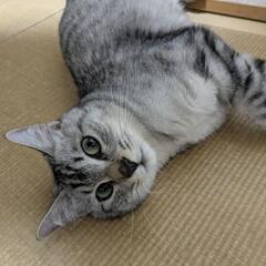 9ヶ月の男の子【シルバー】