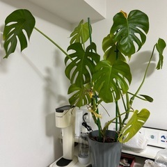 モンステラ（観葉植物）の画像