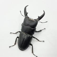 本土ヒラタクワガタオス単品の画像
