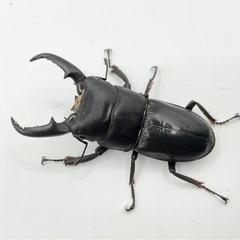 本土ヒラタクワガタオス単品