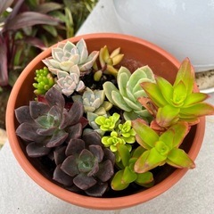 多肉植物　鉢大きめ🪴😊