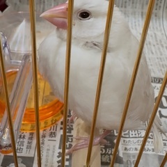 かわいい手乗り白文鳥の里親募集です