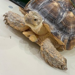 免許無しのママ友募集