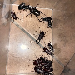 小学2年生以下限定。野外採集カブトムシ、クワガタプレゼント‼️（...