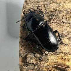 フォルスターフタマタクワガタ亜種キヨタミ成虫ペアの画像