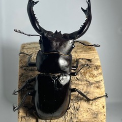 フォルスターフタマタクワガタ亜種キヨタミ成虫ペア