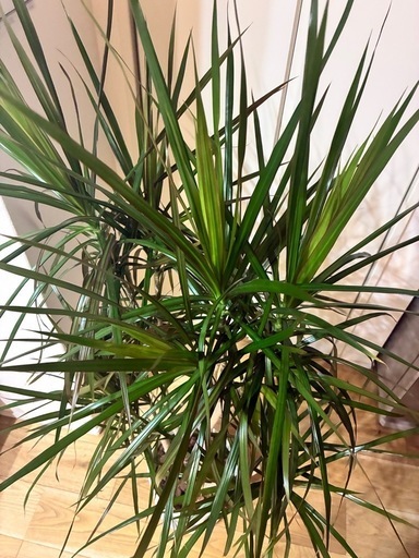 ドラセナ　室内観葉
植物　