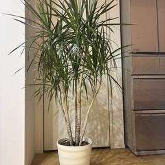 ドラセナ　室内観葉
植物　
