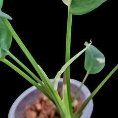 ラフィドフォラパラゴン斑入りの画像