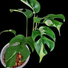 ラフィドフォラパラゴン斑入りの画像