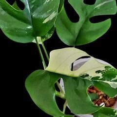 ラフィドフォラパラゴン斑入りの画像