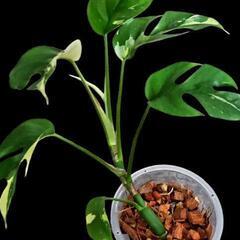 ラフィドフォラパラゴン斑入りの画像