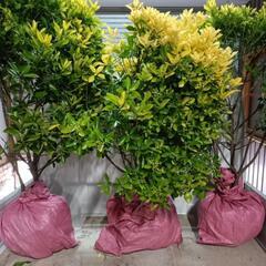 決まりました。庭木　植木　垣根