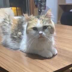 【里親募集中】足長マンチカン　キャリコ　女の子