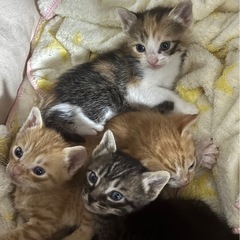 子猫 里親募集