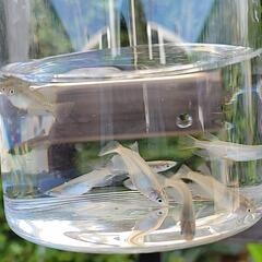 -㉓ メダカ 若魚〜成魚 10匹 
