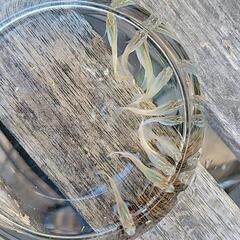 -㉓ メダカ 若魚〜成魚 10匹 の画像