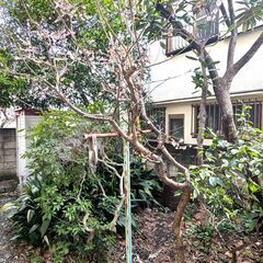 梅の木、夏みかんの木等（移設等可能であれば）　庭にあるもの諸々　...