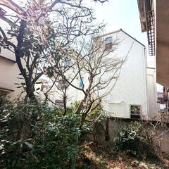 【明後日　6.29(日)で取引終了】　梅の木、夏みかんの木等（移設等可能であれば）　庭にあるもの諸々　（無料：条件あり）の画像